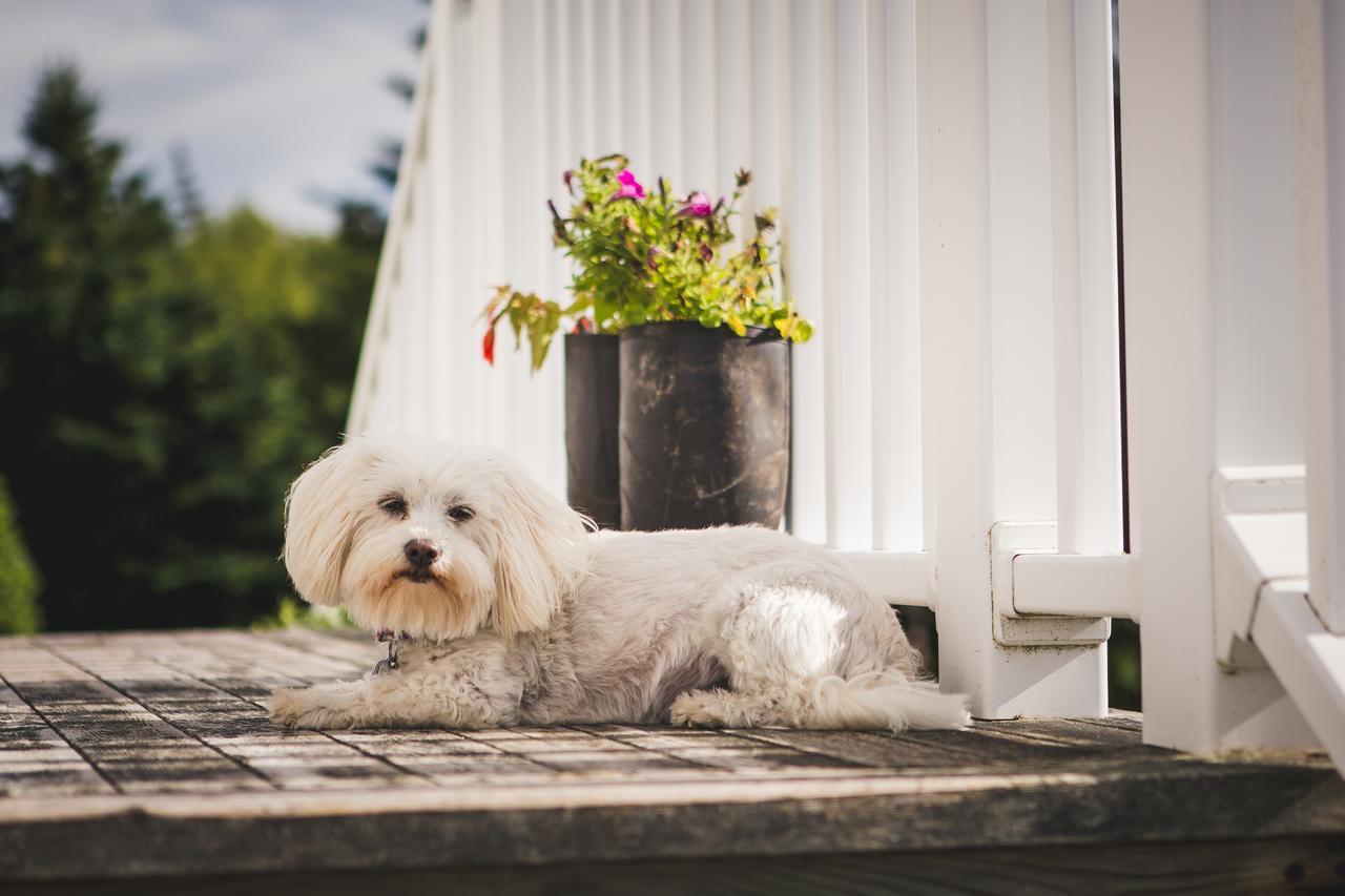 Abbie'S Garden Bed & Breakfast Grand Bank Eksteriør bilde